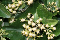 Cissampelopsis corymbosa